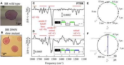 Time-resolved investigation of nanometric cell membrane patches with a mid-infrared laser microscope